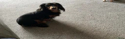 Dachshund dogs for stud: Long haired miniature dachshund for stud - Advert 1