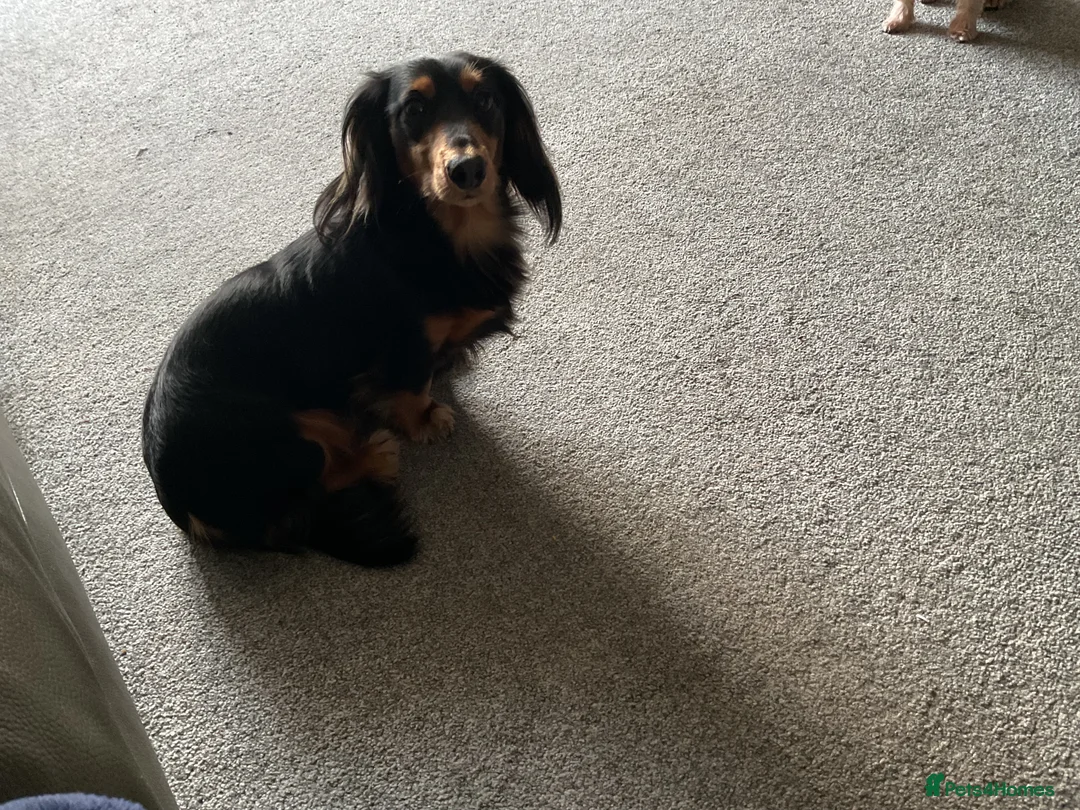 Dachshund dogs for stud: Long haired miniature dachshund for stud - Advert 1