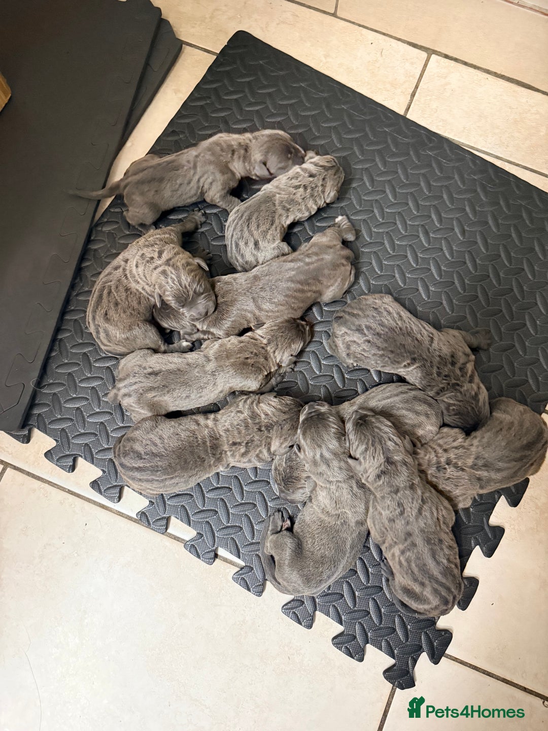Cane Corso dogs for sale: Beautiful Cane Corso puppies available - Advert 4