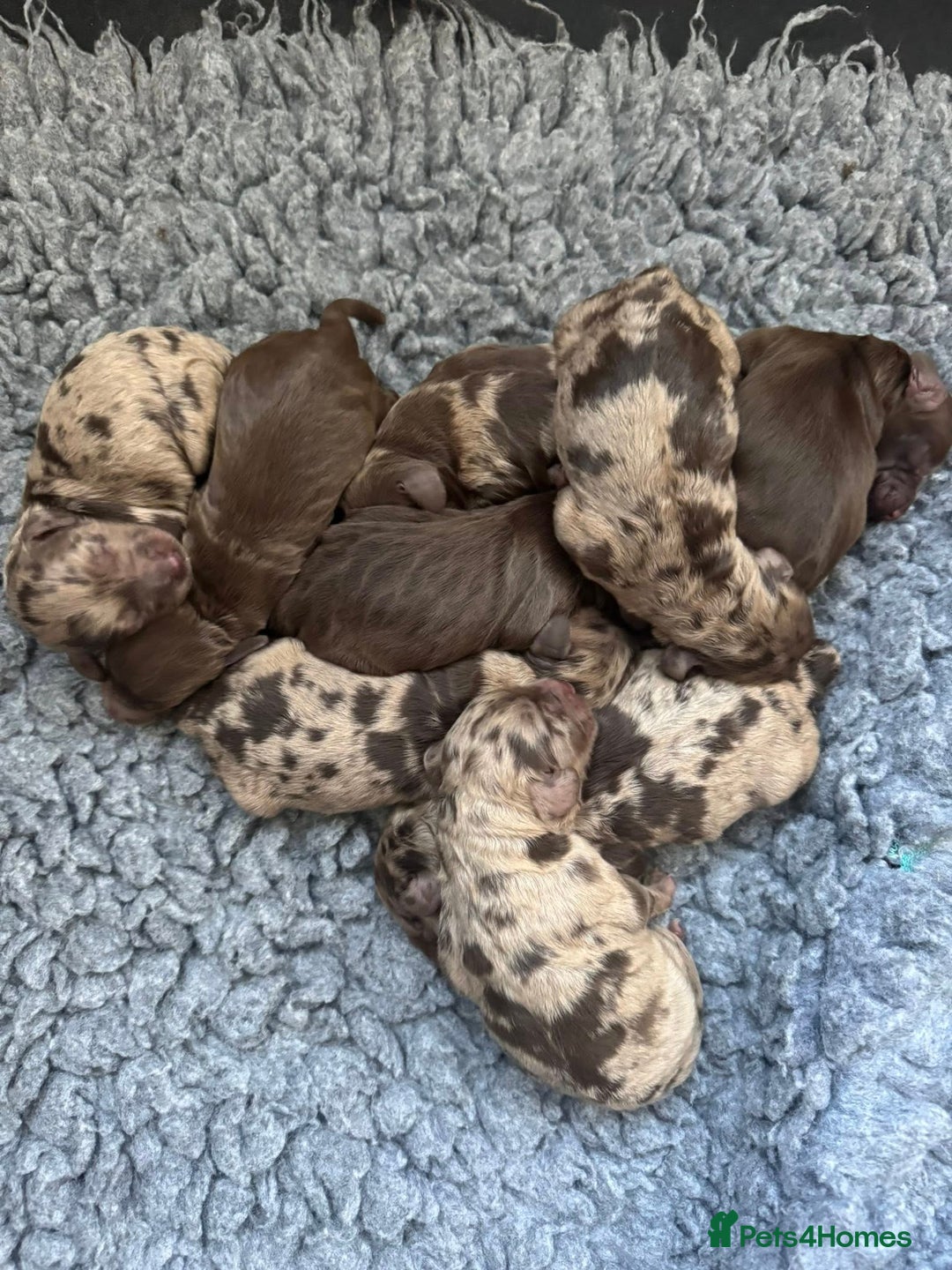 Cockapoo dogs for sale: stunning merle cockapoo pups, ready 4th February  - Advert 1