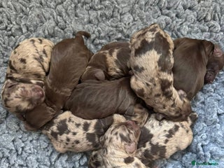 Cockapoo dogs stunning merle cockapoo pups, ready 4th February - Advert 1