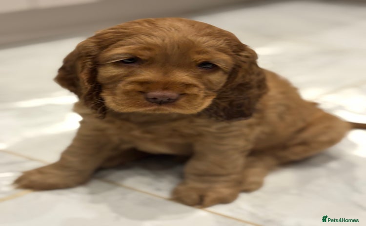 Cocker Spaniel dogs 💫 Exceptional Show Cocker Spaniels 💫 - Advert 3