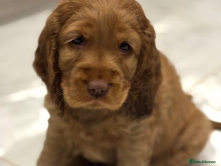 Cocker Spaniel dogs 💫 Exceptional Show Cocker Spaniels 💫 - Advert 5