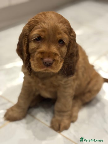 Cocker Spaniel dogs 💫 Exceptional Show Cocker Spaniels 💫 - Advert 3