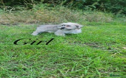 Shorkie dogs for sale: Shorkie pups ready now - Image 16