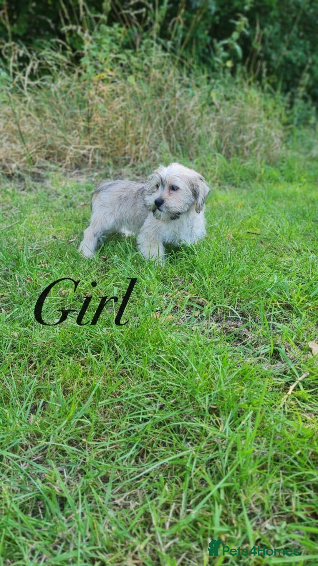 Shorkie dogs for sale: Shorkie pups ready now - Image 16