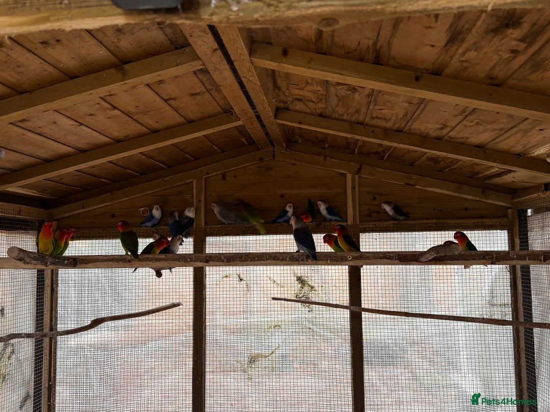 Lovebirds birds for sale: Lovebirds for sale - Advert 2