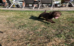 Mixed Breed dogs for sale: Sprockador puppies for sale  - Image 8