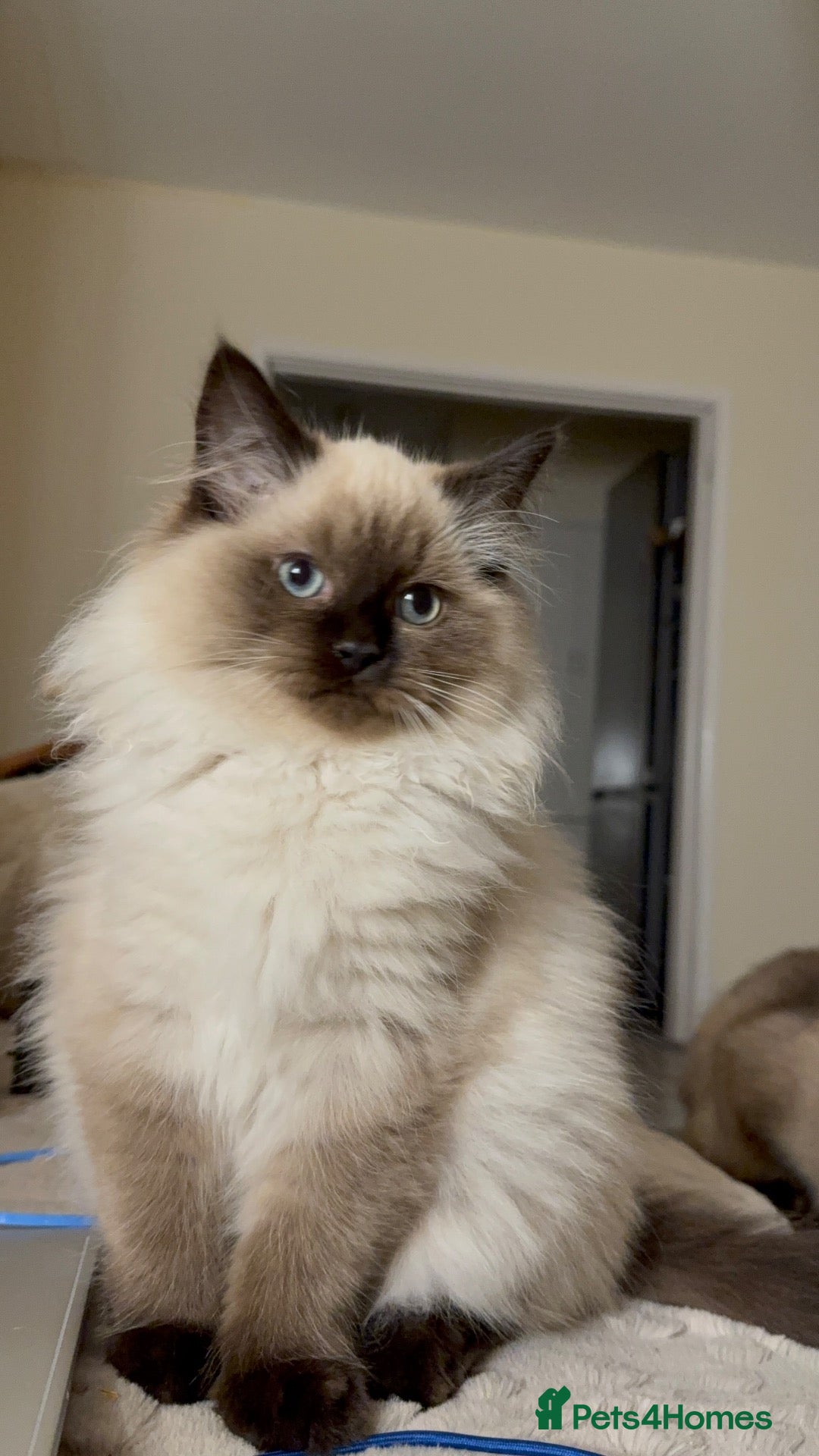 Mixed Breed cats for sale: ❗️urgent❗️Ragdoll & British Longhair Mix Kittens - Advert 12