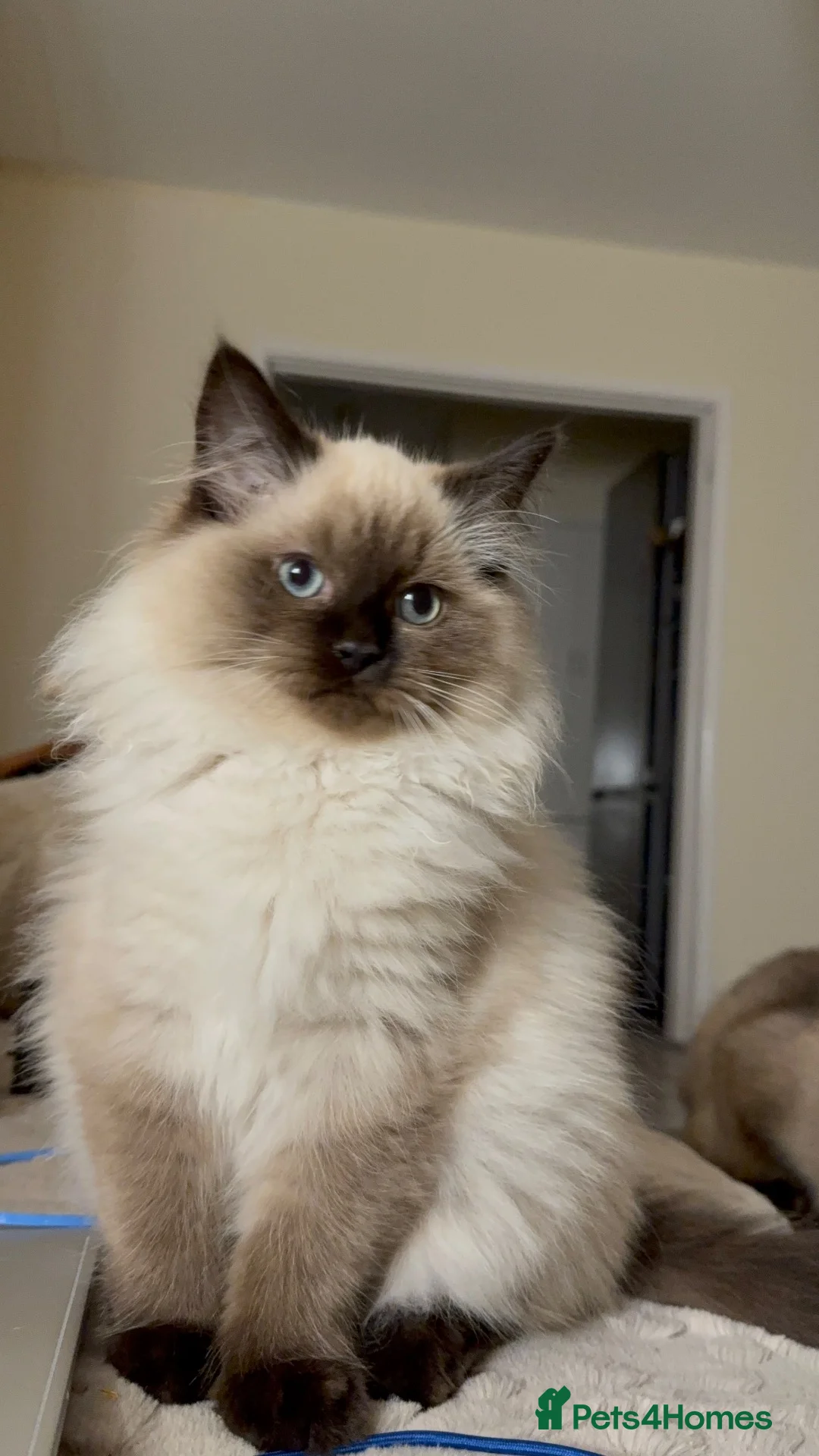 Mixed Breed cats for sale: ❗️urgent❗️Ragdoll & British Longhair Mix Kittens - Advert 1