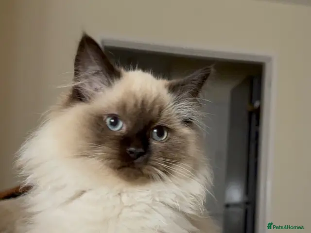 Mixed Breed cats for sale: ❗️urgent❗️Ragdoll & British Longhair Mix Kittens - Advert 12