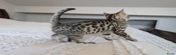 Bengal cats for sale: 🖤🩶🤍 BEAUTIFUL BENGAL KITTENS 🤍🩶🖤 - Advert 16