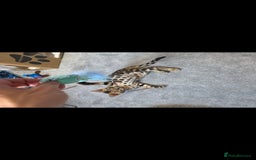 Bengal cats for sale: Mr bengal Urgent  - Image 8