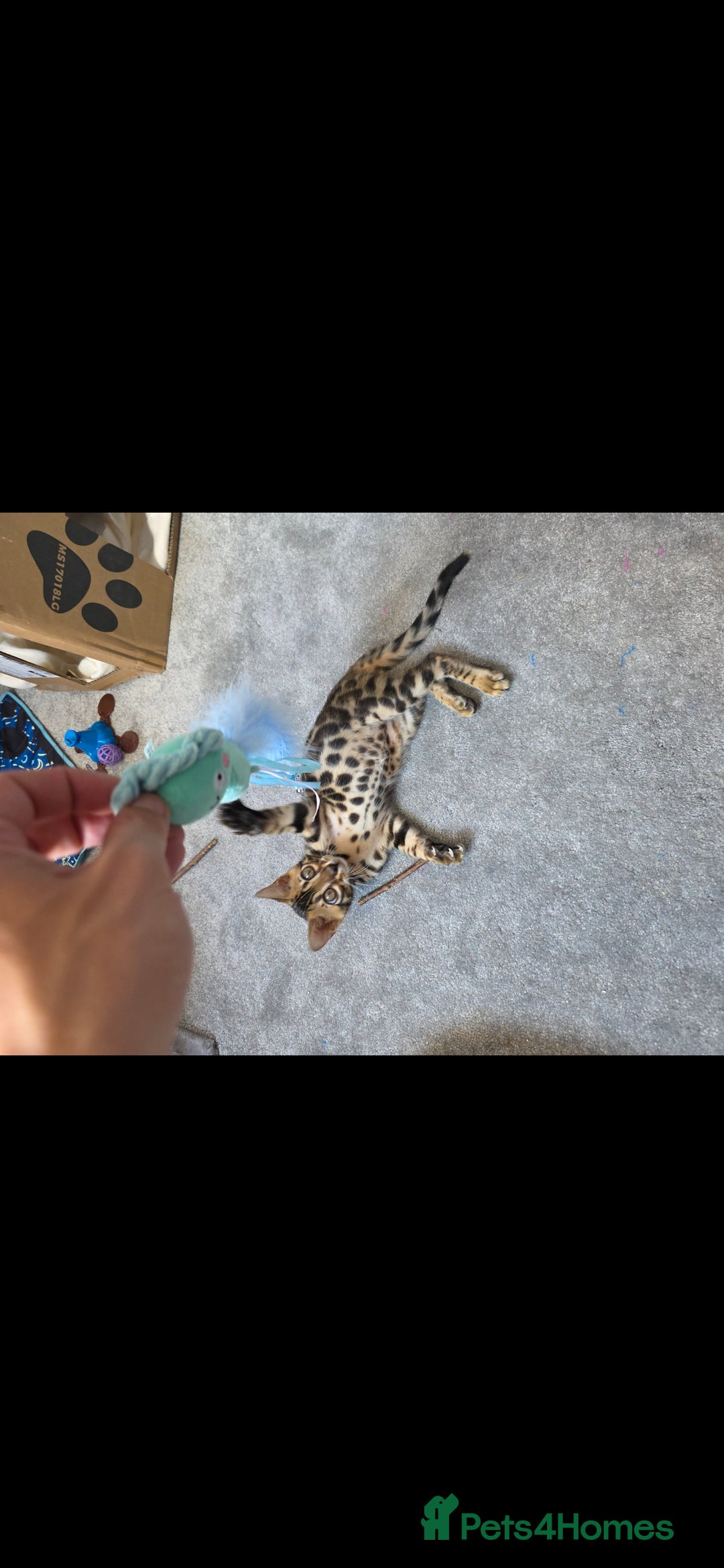Bengal cats for sale: Mr bengal Urgent  - Image 8