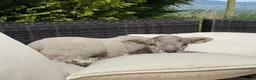 Sheep livestock for sale: 5 Sheep for Pet Home Only - Advert 3