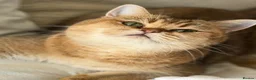 British Shorthair cats for sale: 💛 Beautiful Teddy Bear British Shorthair Girl 💛 - Advert 12