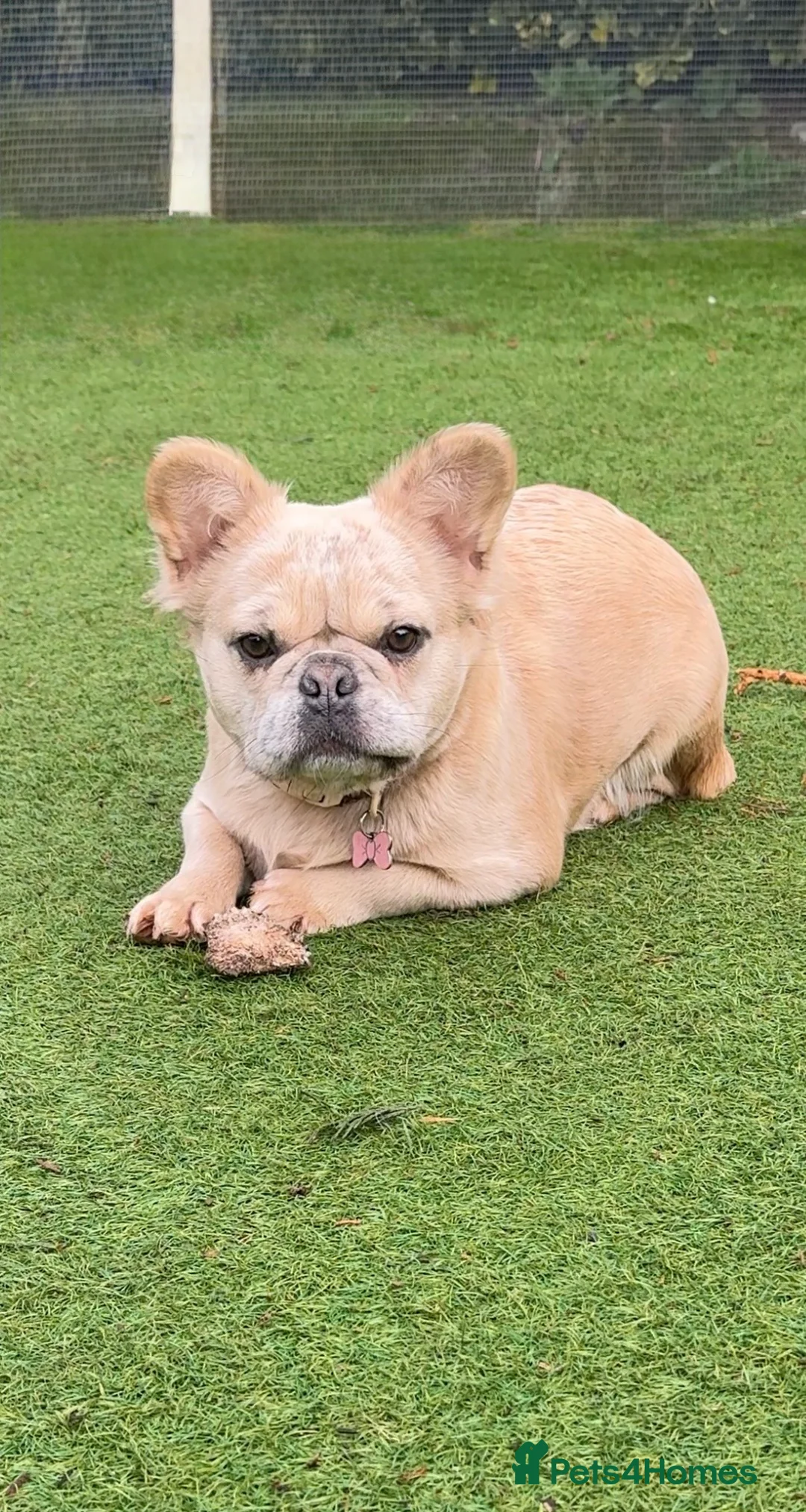 French Bulldog dogs for sale: Blue fawn Merle fluffy female, almost  11 months  - Advert 2