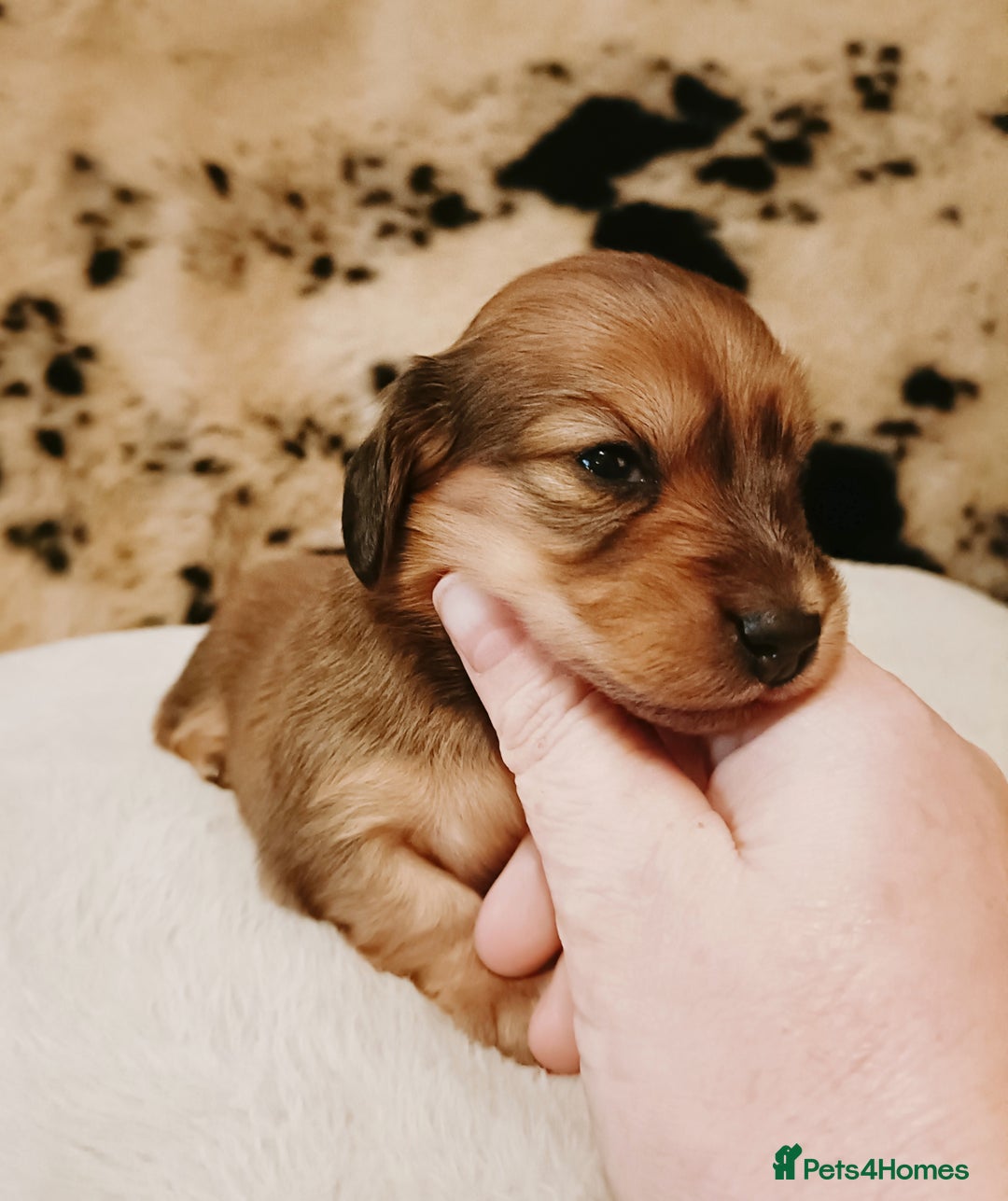 Miniature Dachshund dogs for sale: Remarkable mini Longcoat dachshund ETHICAL BREEDER - Advert 7