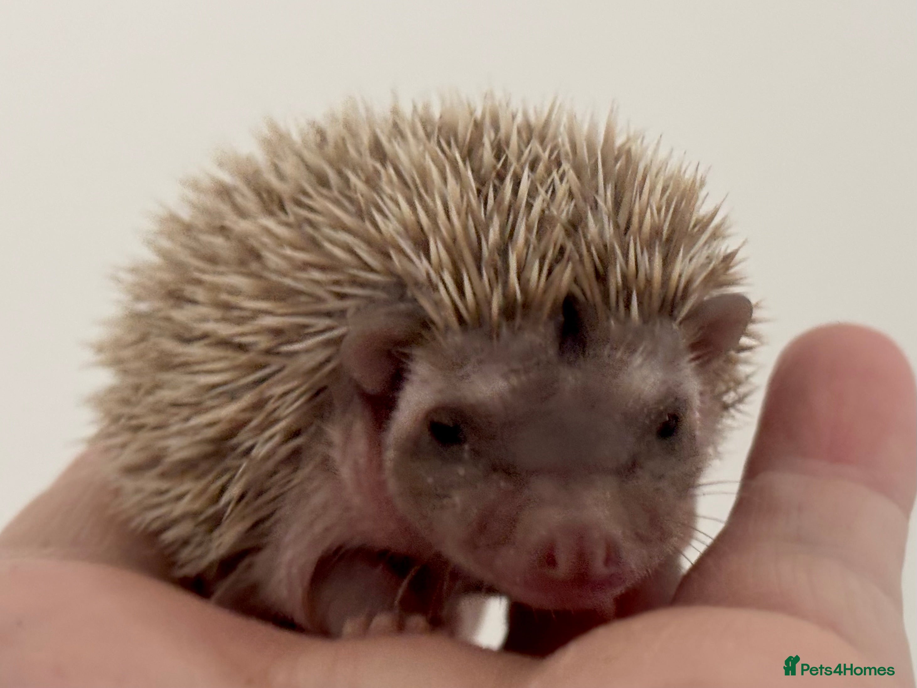 Pygmy Hedgehog rodents Ethically Bred African Pygmy Hedgehog 1 girl left  - Advert 1