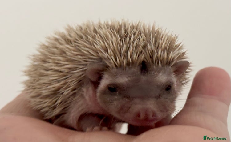 Pygmy Hedgehog rodents Ethically Bred African Pygmy Hedgehog 2 girls  - Advert 1