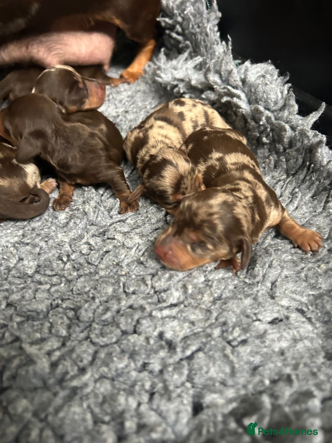 Miniature Dachshund dogs for sale: Miniature dachshund puppies  - Image 8