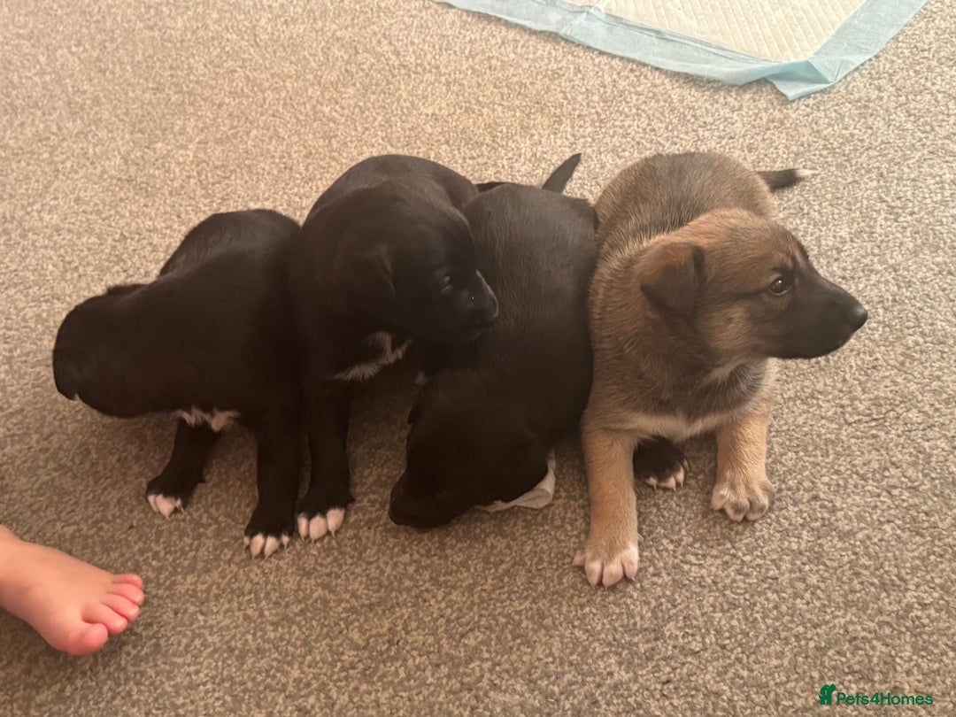 Mixed Breed dogs for sale: German Shepard/husky cross puppies  - Image 5