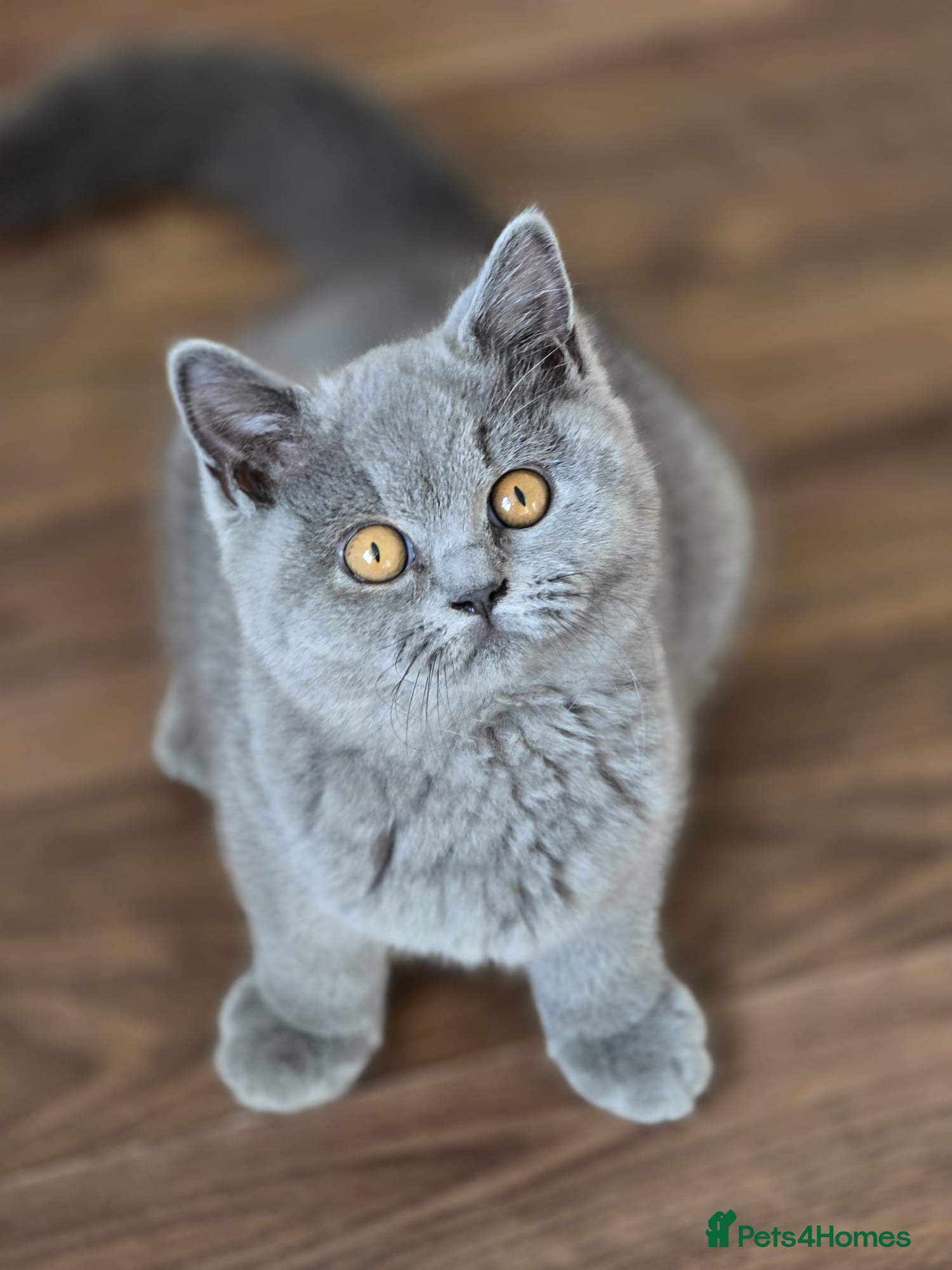 British Shorthair cats 🐾 Beautiful British Shorthair Kittens 🐾 - Advert 1
