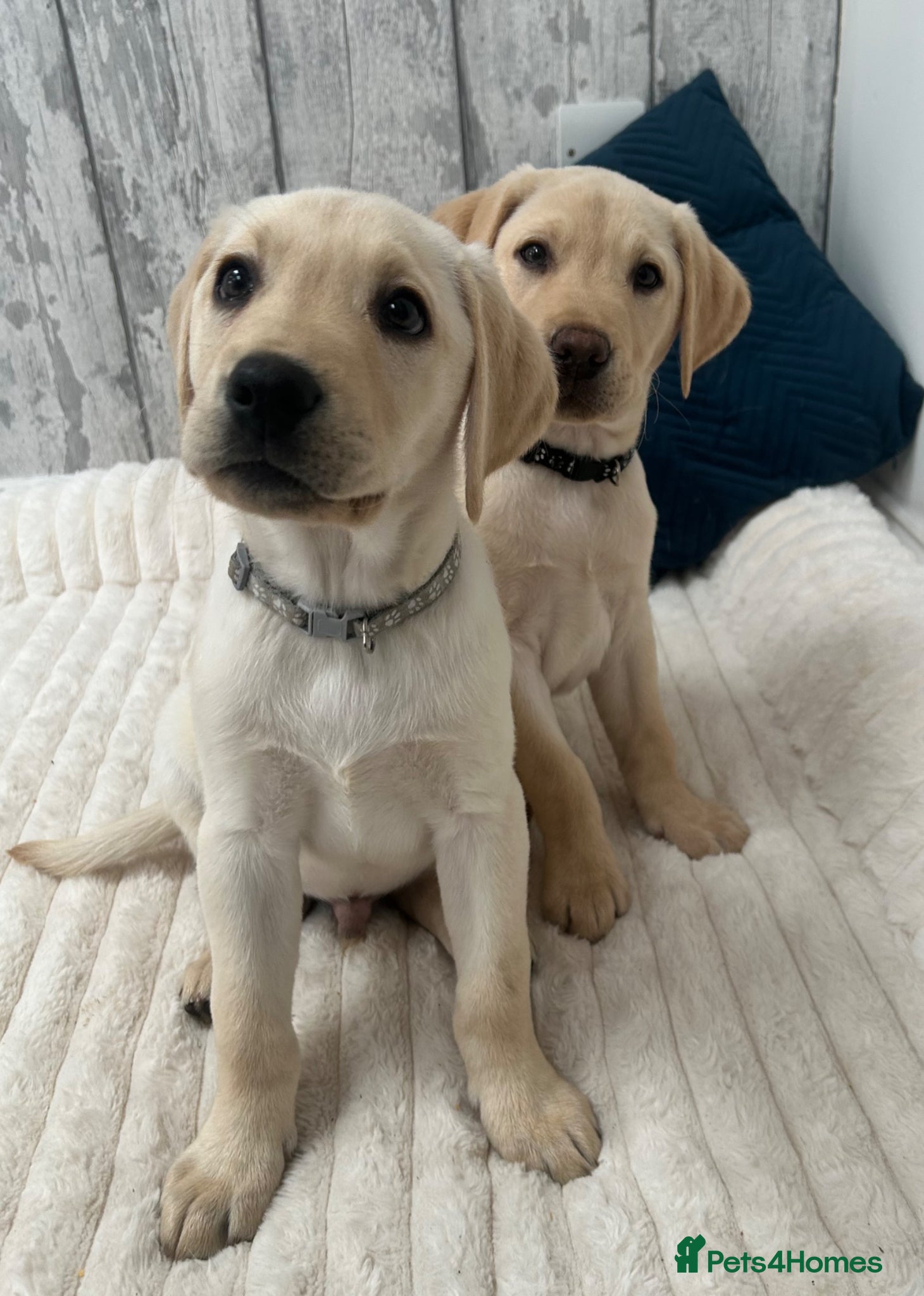 Labrador Retriever dogs KC Registered Labrador Puppies  - Advert 1