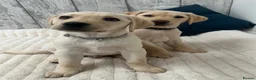 Labrador Retriever dogs for sale: KC Registered Labrador Puppies  - Advert 4