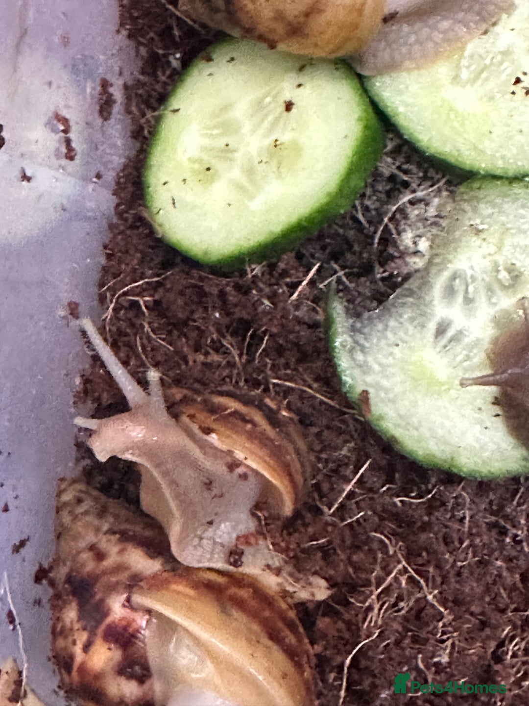 Snails invertebrates for sale: African giant land snails babies - Image 7