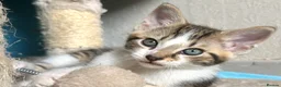 Mixed Breed cats for sale: Bonded pair of Tabby Kittens, Sulley and Boo. - Advert 10