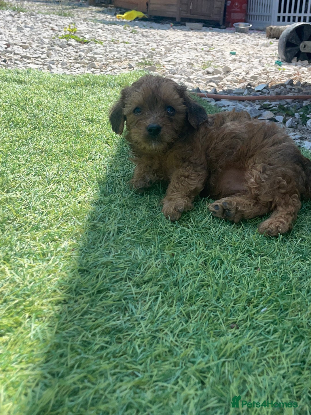 Doxiepoo dogs for sale: Doxiepoos - Image 18