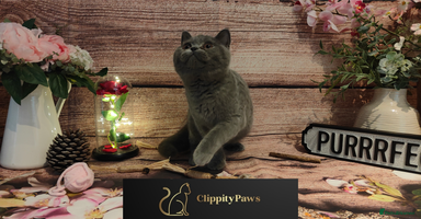 British Shorthair cats - Advert 4