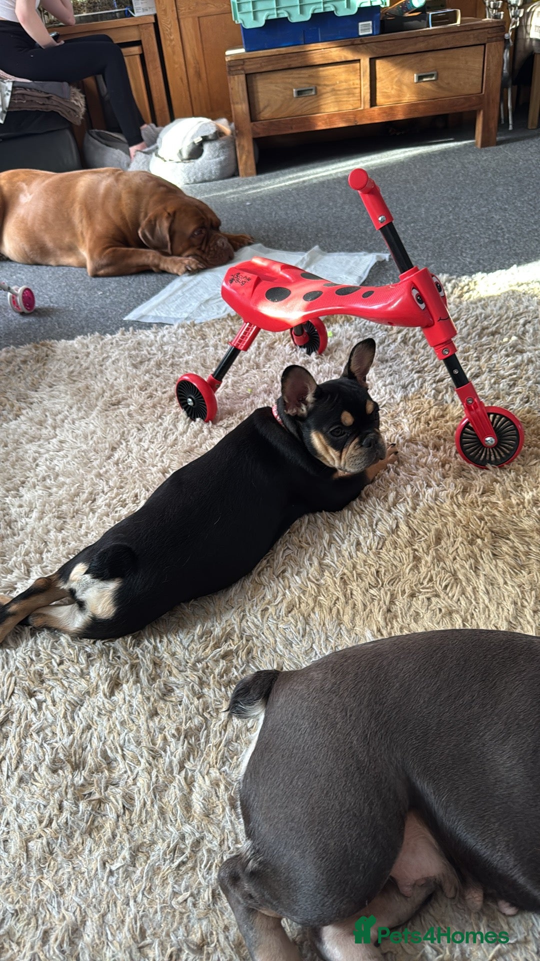 French Bulldog dogs for sale: French bulldogs - Advert 1