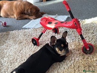 French Bulldog dogs French bulldogs - Advert 1