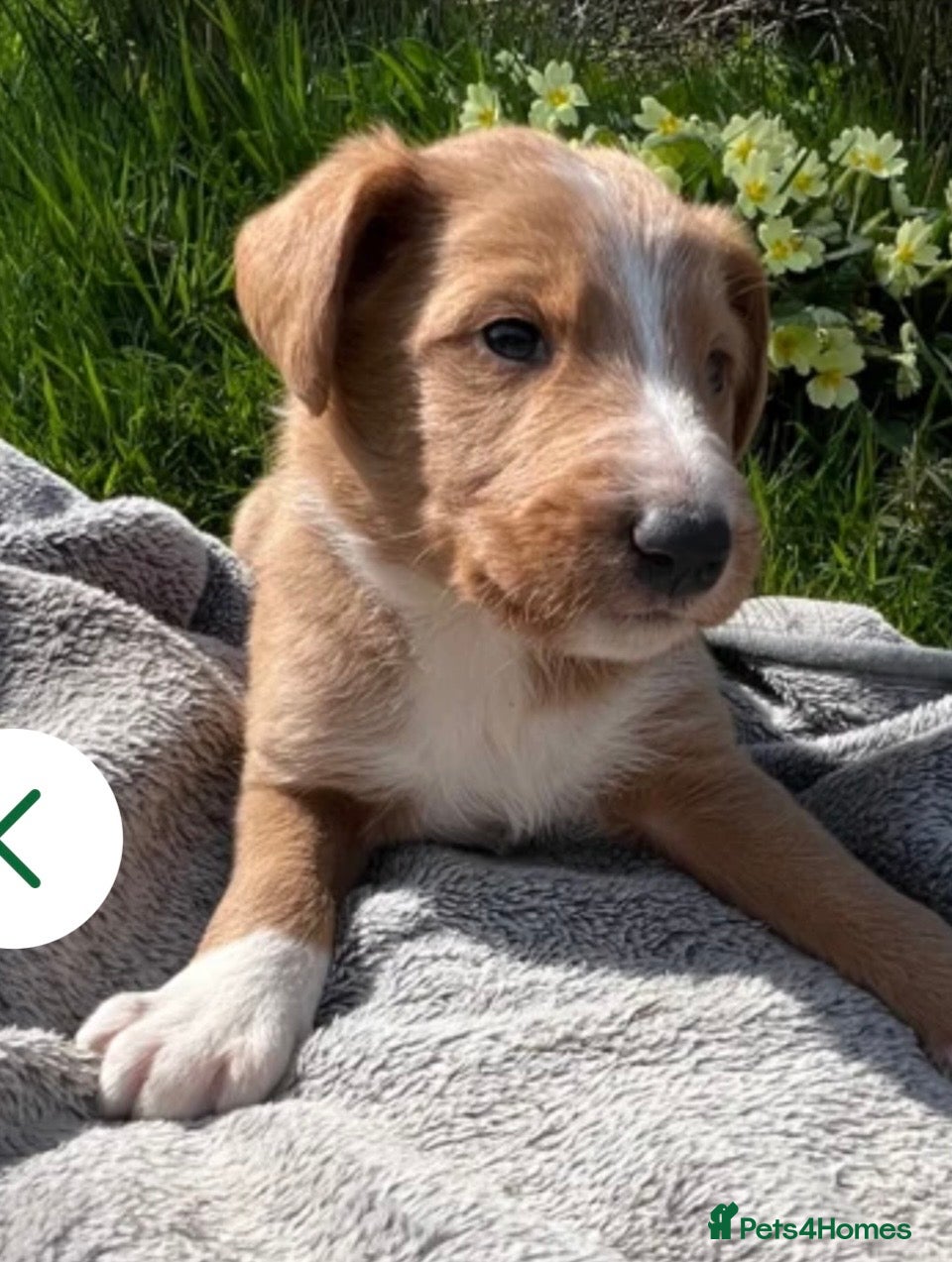 Bordoodle dogs Last boy ready to be your very best friend  - Advert 2