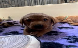 Labrador Retriever dogs for sale: Beautiful Red Fox Labrador Pups – 4 Boys & 4 Girls - Image 16