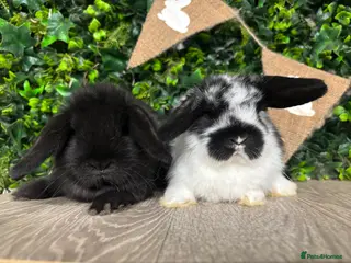 Mini Lop rabbits BEAUTIFUL BABY MINI LOP BUNNIES - Advert 11