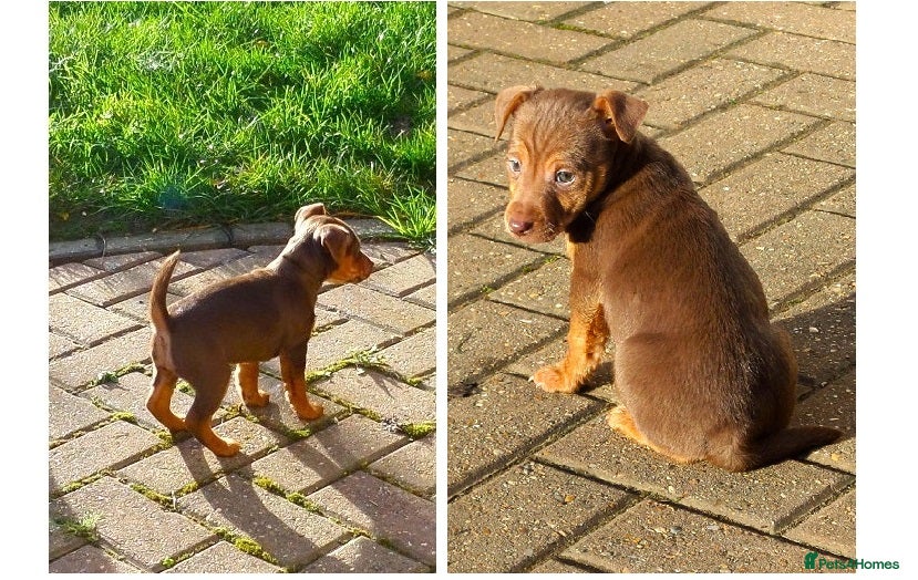 Jack Russell dogs Jack Russell MUCH WENLOCK in STEVENAGE - Advert 5