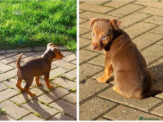 Jack Russell dogs Jack Russell MUCH WENLOCK in STEVENAGE - Advert 1