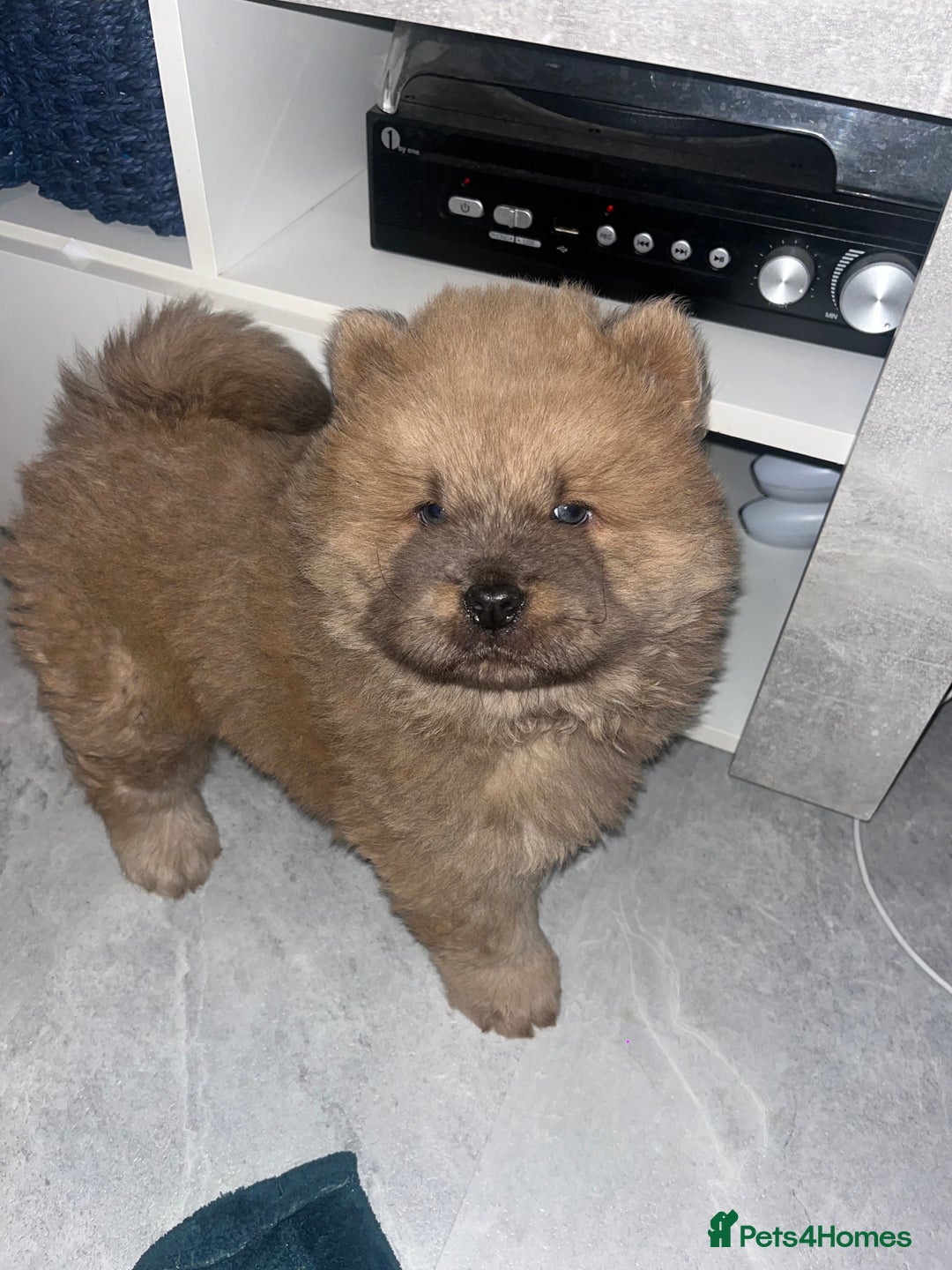Chow Chow dogs for sale: CHOW CHOW PUPPYS  - Advert 17