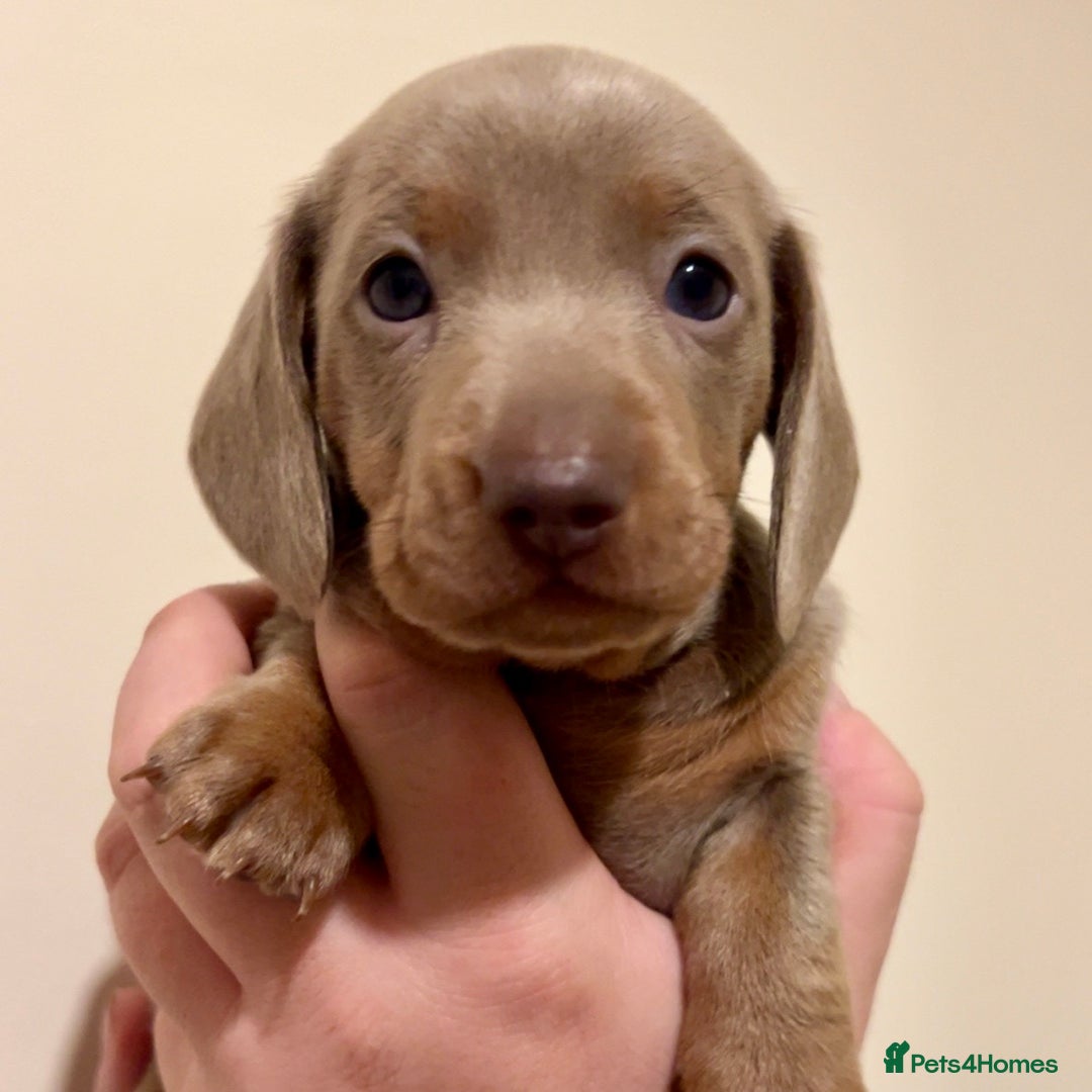 Miniature Dachshund dogs for sale: 🐾Beautiful kc mini dachshund pups ready 20 Dec🐾 - Advert 7