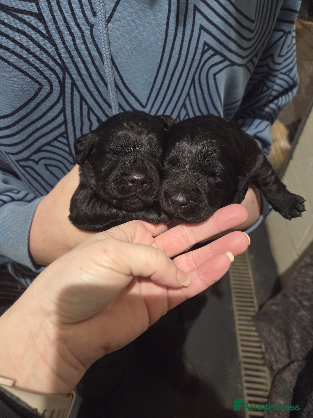 Labradoodle dogs for sale: F1 Standard Labradoodle pups - Advert 3