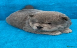 Chow Chow dogs for sale: KC Reg Chow Chow Puppies  - Image 9