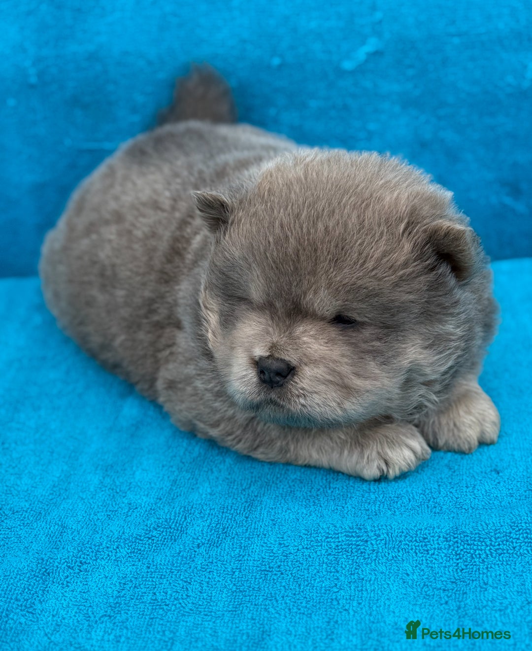 Chow Chow dogs for sale: KC Reg Chow Chow Puppies  - Image 9