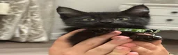 Maine Coon cats for sale: Maine coon x tuxedo kittens in Wisbech - Advert 14