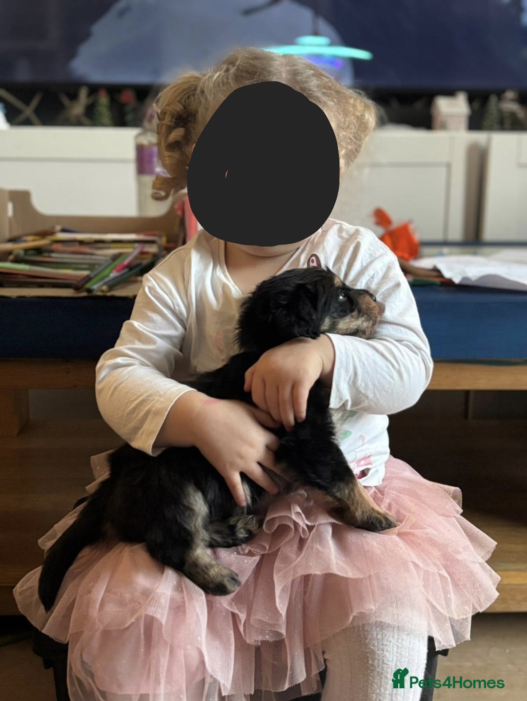 Mixed Breed dogs for sale: F1b health tested Rottiepoo puppies - Advert 25