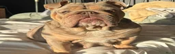English Bulldog dogs for sale: Gorgeous English Bulldog Pups - Advert 14