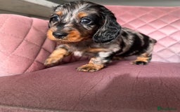 Miniature Dachshund dogs for sale: Beautiful litter of long haired mini dachshunds  - Image 14
