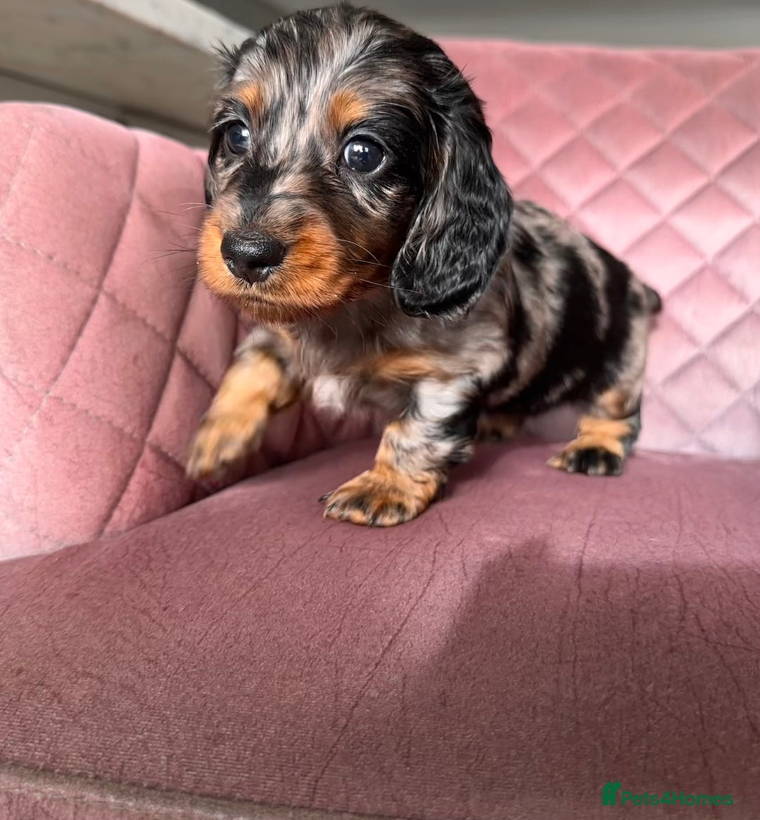 Miniature Dachshund dogs for sale: Beautiful litter of long haired mini dachshunds  - Image 14